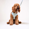 Pettorina anti-trazione regolabile Set di pettorine per cani di lusso premium per cani piccoli e grandi con guinzaglio abbinato | Commercio all'ingrosso OEM/ODM personalizzato